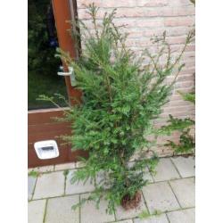 Mooi groen voor in de tuin!