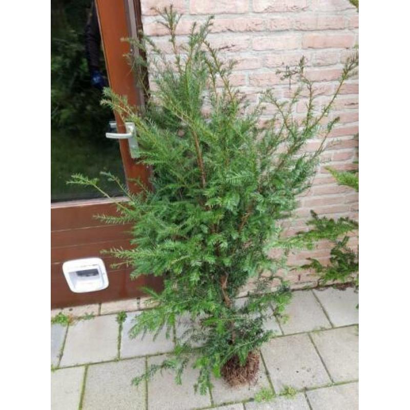 Mooi groen voor in de tuin!