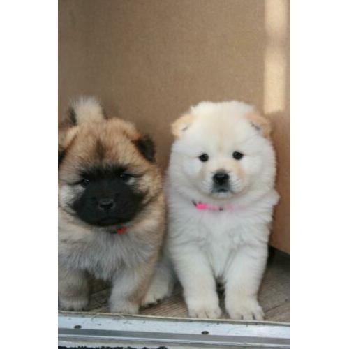 Prachtige Chow Chow x Eurasier pups, puppies, puppy's