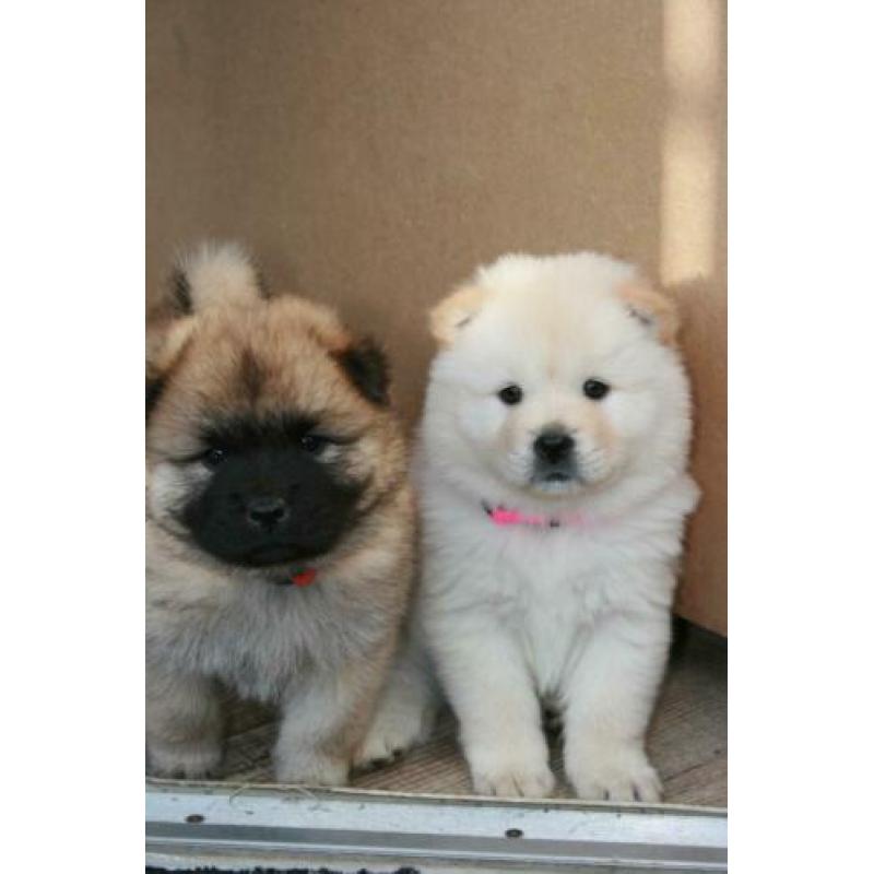 Prachtige Chow Chow x Eurasier pups, puppies, puppy's