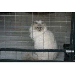 Ter dekking: Ragdoll Lilac point Mink dekkater met stamboom