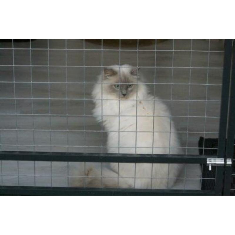 Ter dekking: Ragdoll Lilac point Mink dekkater met stamboom