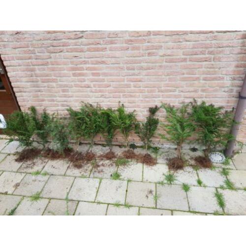 Mooi groen voor in de tuin!