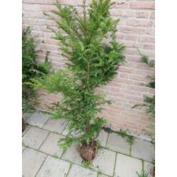 Mooi groen voor in de tuin!