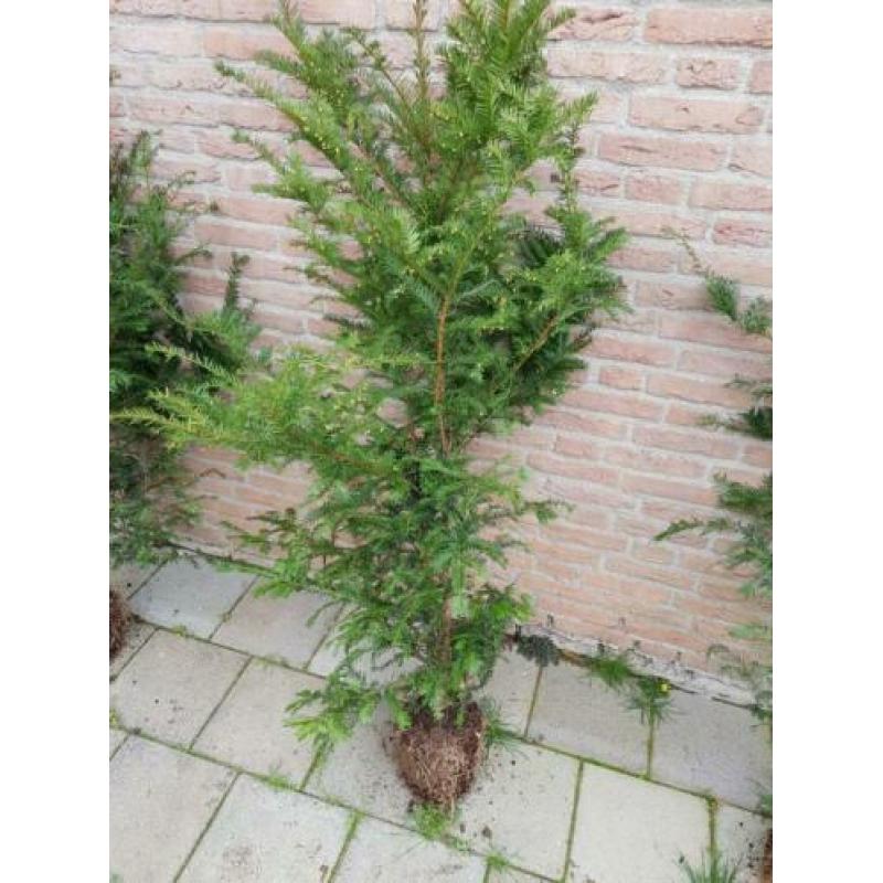 Mooi groen voor in de tuin!