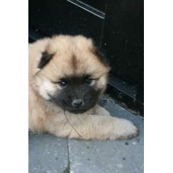 Prachtige Chow Chow x Eurasier pups, puppies, puppy's