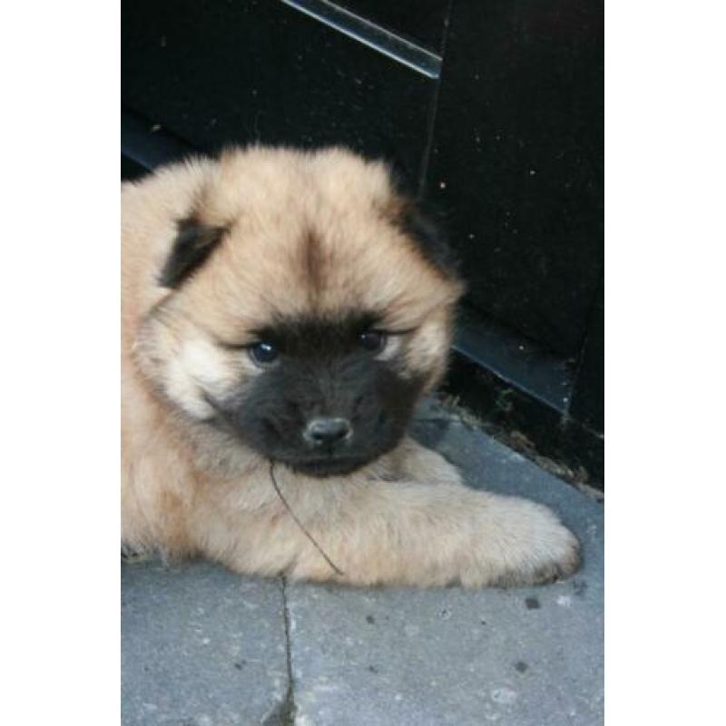 Prachtige Chow Chow x Eurasier pups, puppies, puppy's