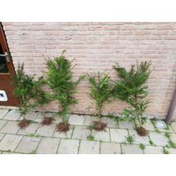 Mooi groen voor in de tuin!