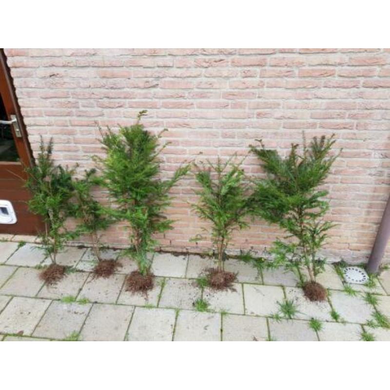 Mooi groen voor in de tuin!