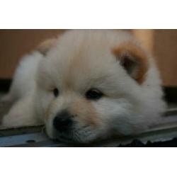 Prachtige Chow Chow x Eurasier pups, puppies, puppy's