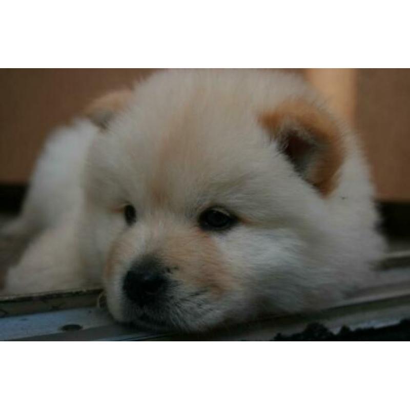 Prachtige Chow Chow x Eurasier pups, puppies, puppy's