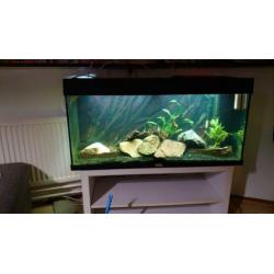 Juwel aquarium