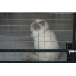 Ter dekking: Ragdoll Lilac point Mink dekkater met stamboom