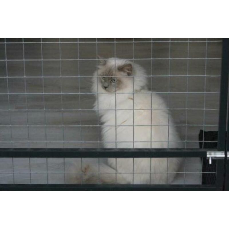 Ter dekking: Ragdoll Lilac point Mink dekkater met stamboom