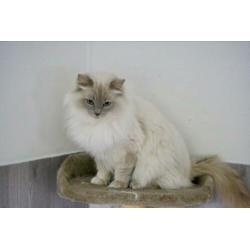 Ter dekking: Ragdoll Lilac point Mink dekkater met stamboom