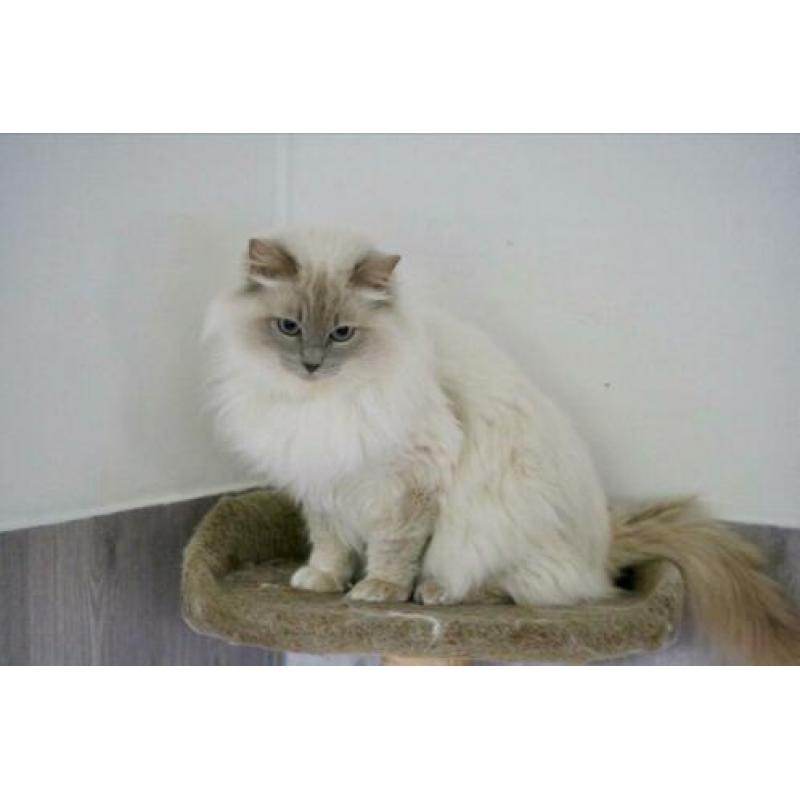 Ter dekking: Ragdoll Lilac point Mink dekkater met stamboom