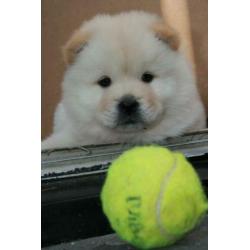 Prachtige Chow Chow x Eurasier pups, puppies, puppy's