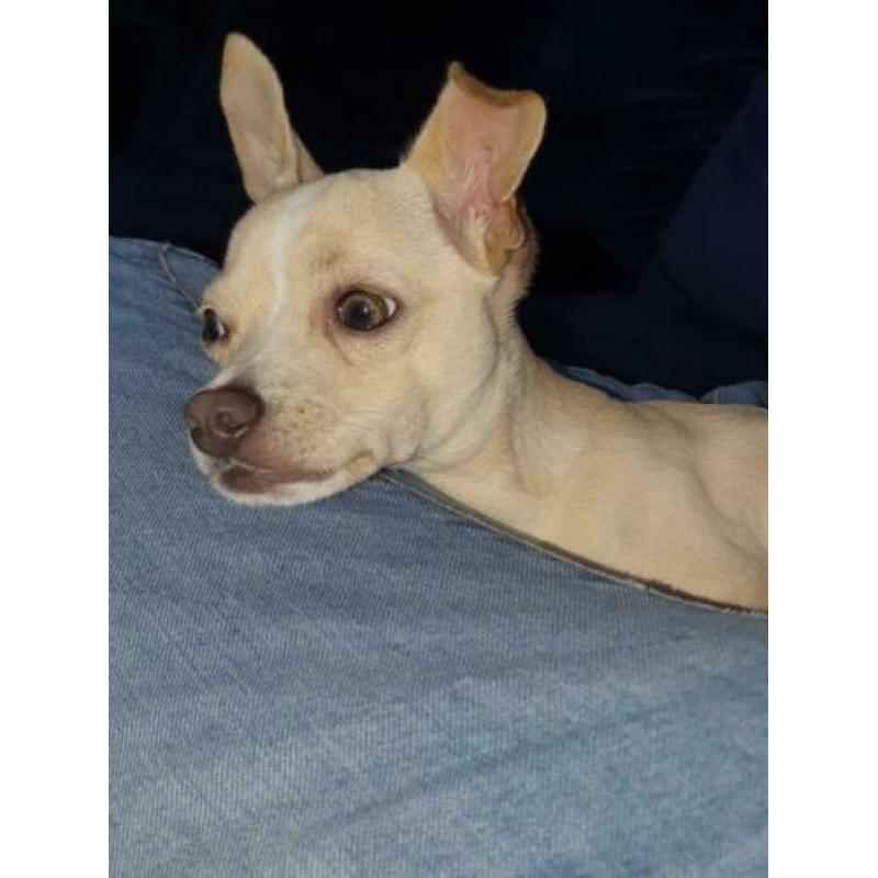 Prachtig stoere chihuahua dekreu.