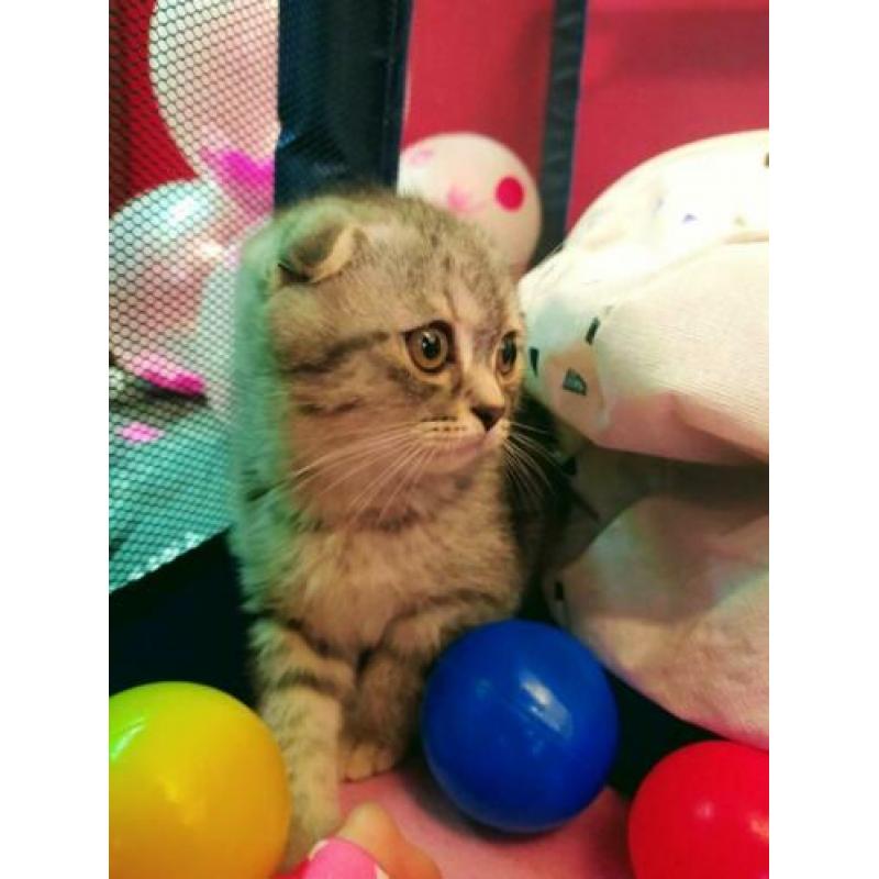 scottish fold/scottish straight
