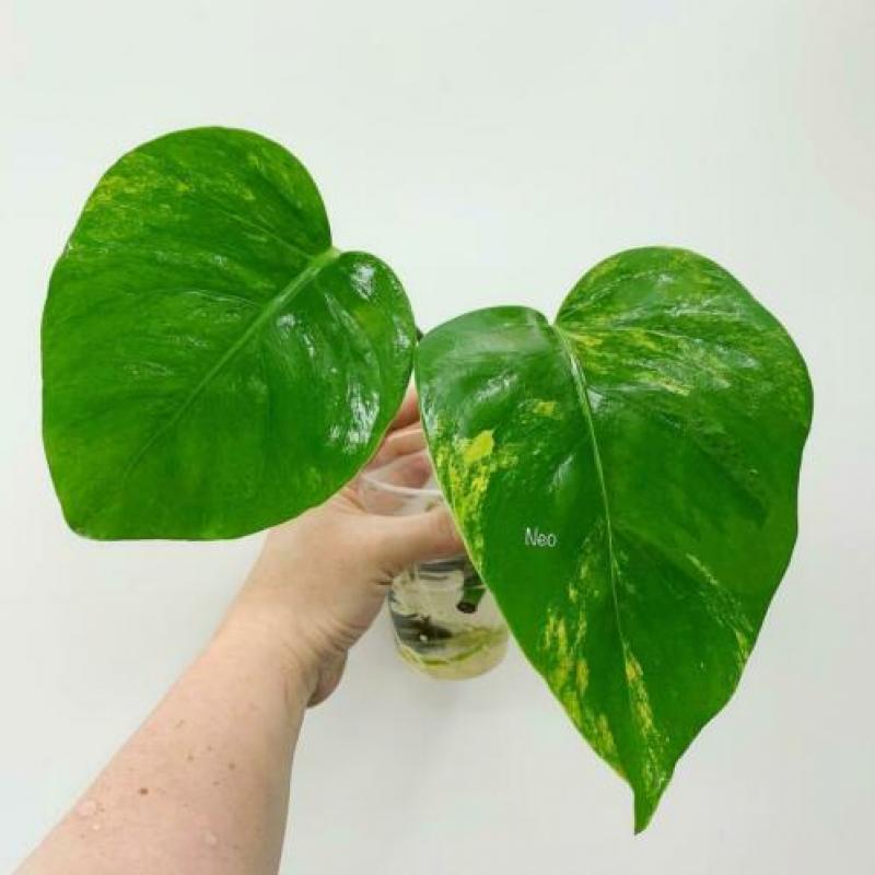 Monstera Aurea Yellow variegata (philodendron fam) Neo