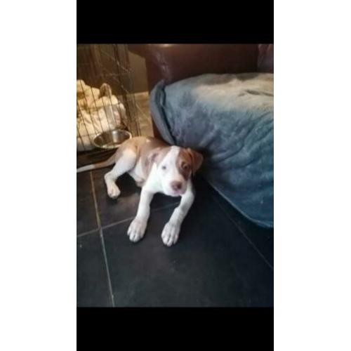 Pittbul amerikaanse staf buldog pups puppies