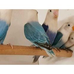 opaline fischeri jonge blauwe