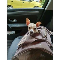 Prachtig stoere chihuahua dekreu.