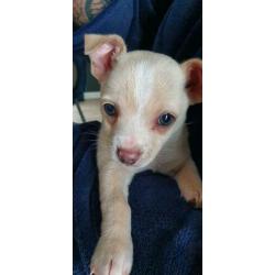 Prachtig stoere chihuahua dekreu.