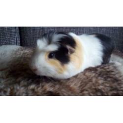 2 hele mooie cavia beertjes