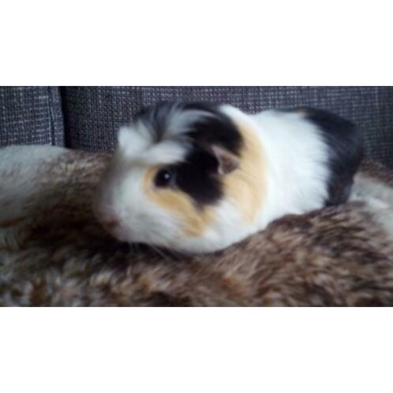2 hele mooie cavia beertjes