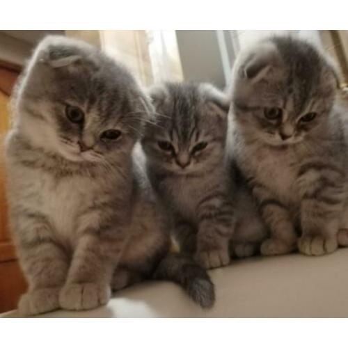 scottish fold/scottish straight