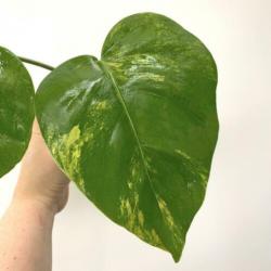 Monstera Aurea Yellow variegata (philodendron fam) Neo
