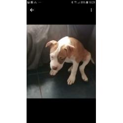 Pittbul amerikaanse staf buldog pups puppies