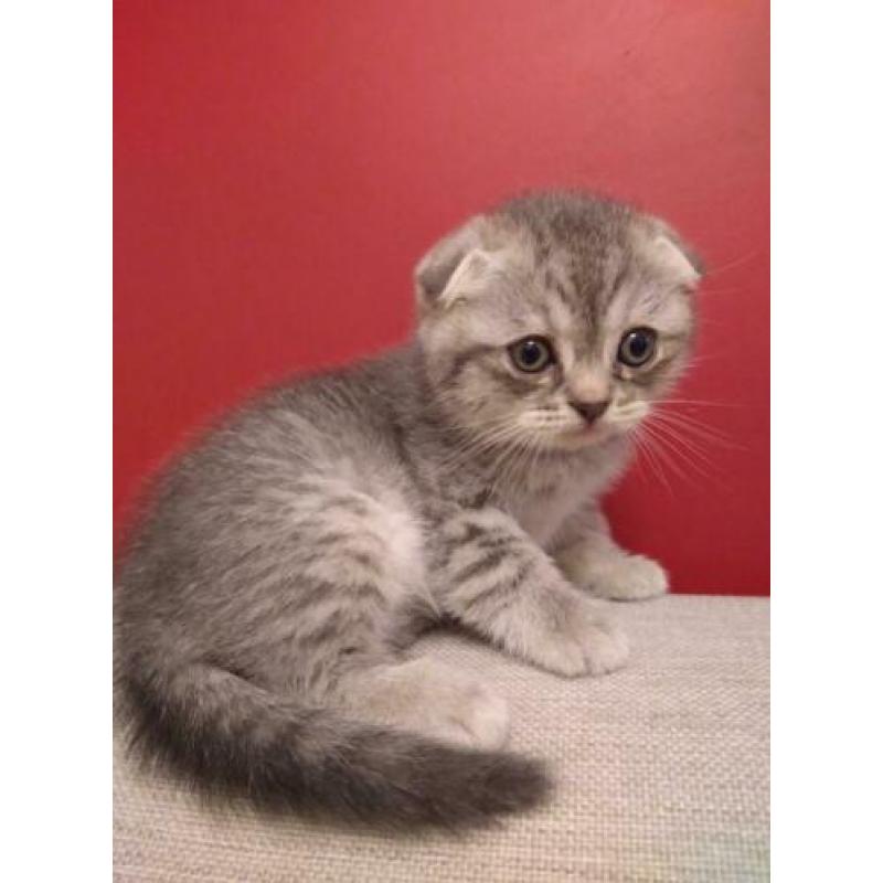 scottish fold/scottish straight