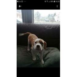 Pittbul amerikaanse staf buldog pups puppies