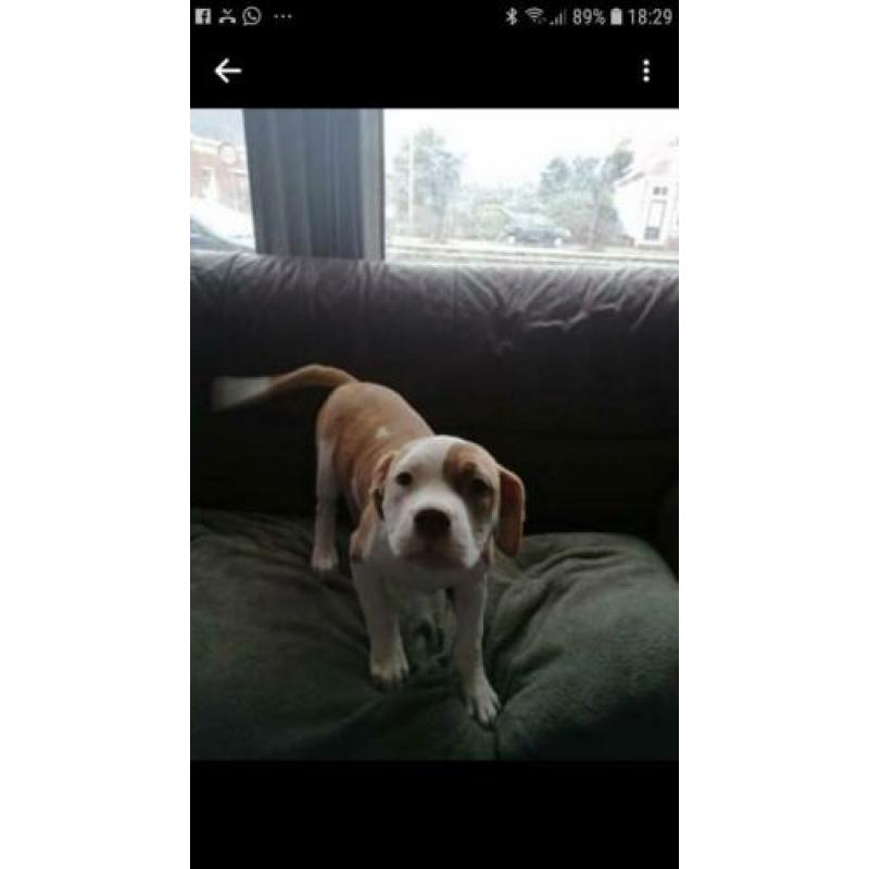 Pittbul amerikaanse staf buldog pups puppies