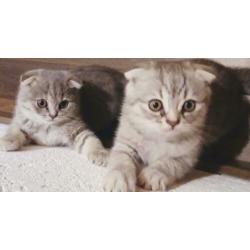 scottish fold/scottish straight