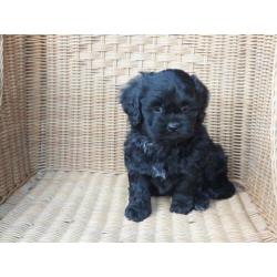 kl. middelslag Boomer x Tibetaanse terrier pups..Zo Leuk!!