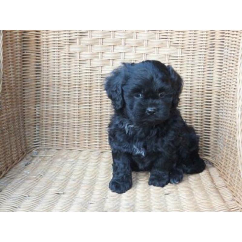 kl. middelslag Boomer x Tibetaanse terrier pups..Zo Leuk!!