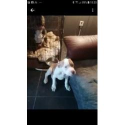 Pittbul amerikaanse staf buldog pups puppies
