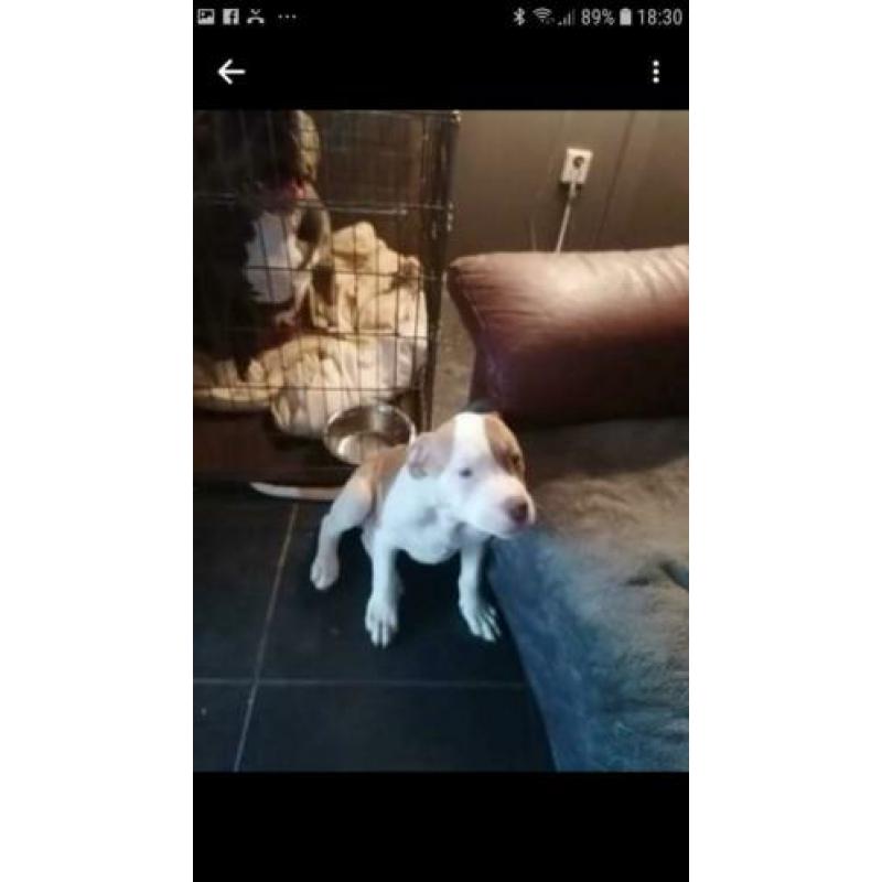 Pittbul amerikaanse staf buldog pups puppies