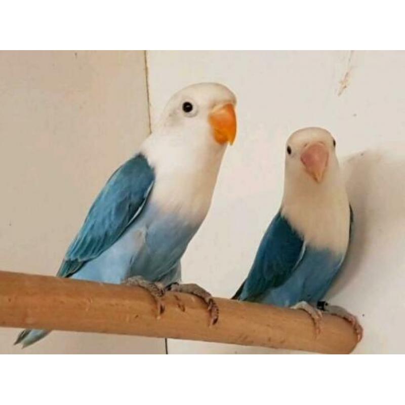 opaline fischeri jonge blauwe