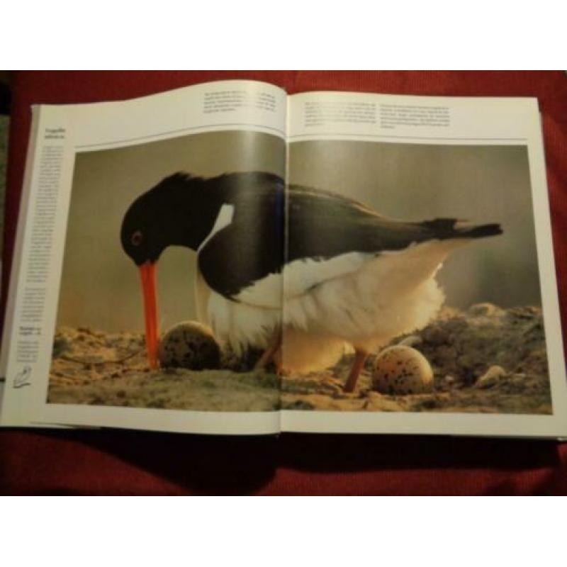 Ruimte voor de vogels