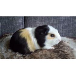 2 hele mooie cavia beertjes