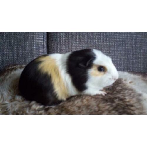 2 hele mooie cavia beertjes