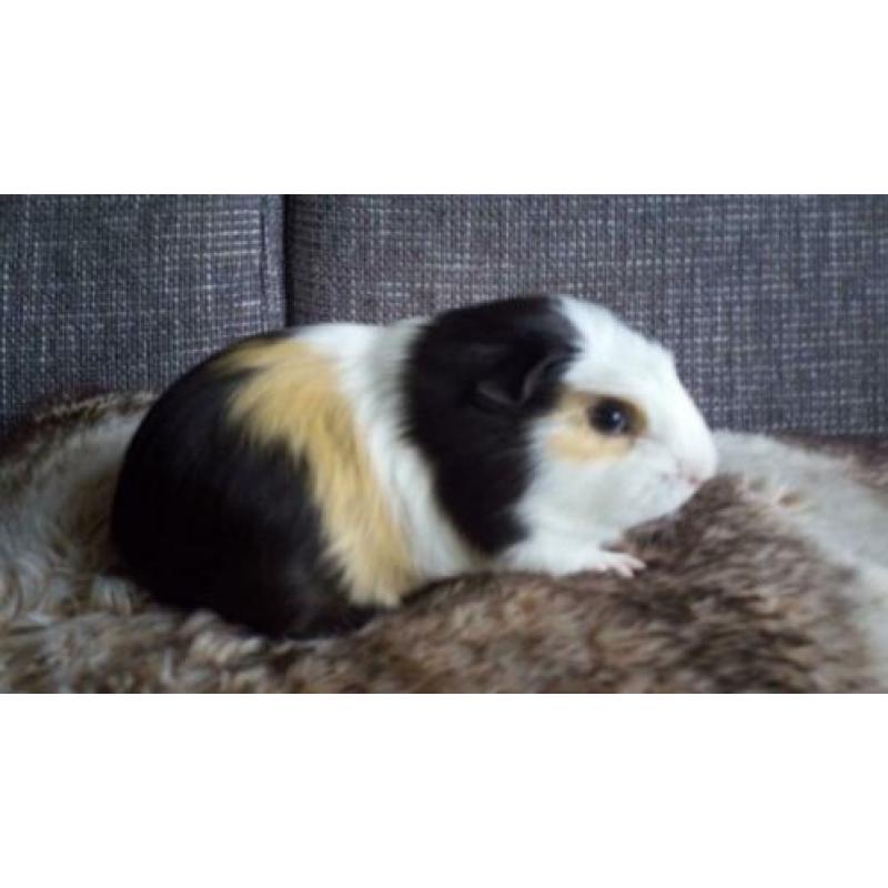 2 hele mooie cavia beertjes