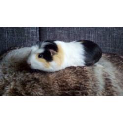 2 hele mooie cavia beertjes