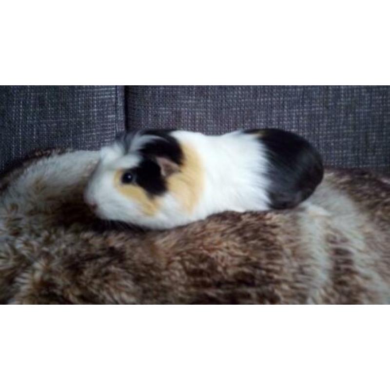 2 hele mooie cavia beertjes