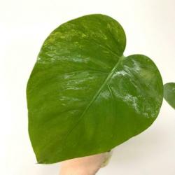 Monstera Aurea Yellow variegata (philodendron fam) Neo