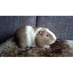 2 hele mooie cavia beertjes